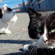 Illustration for article titled Cats Rule These Japanese Islands